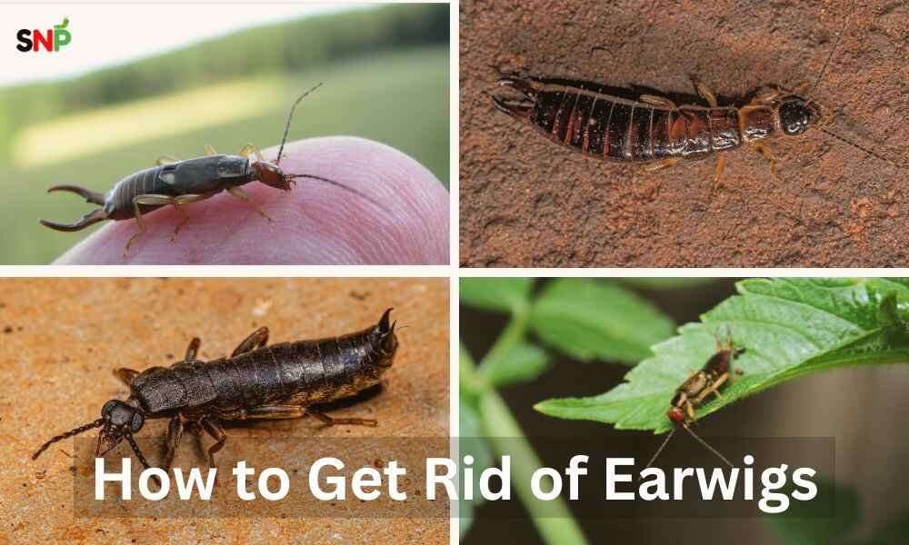 how-to-get-rid-of-earwig