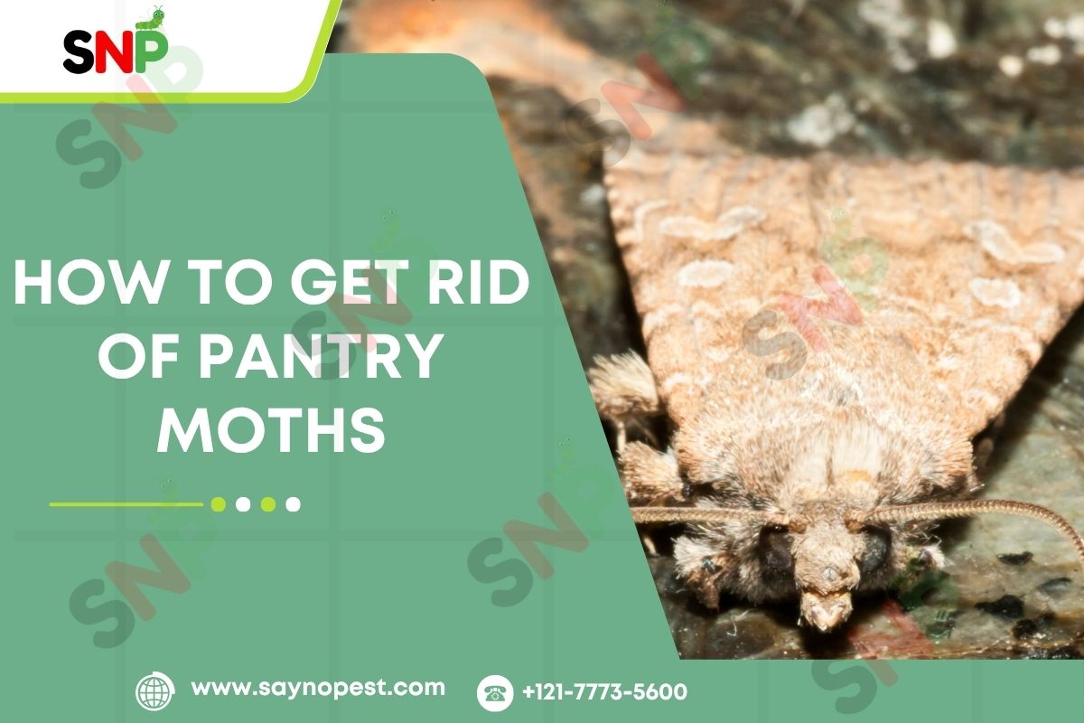 How to Get Rid of Pantry Moths: A Complete Guide
