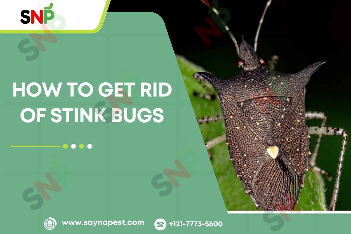 How to Get Rid of Stink Bugs