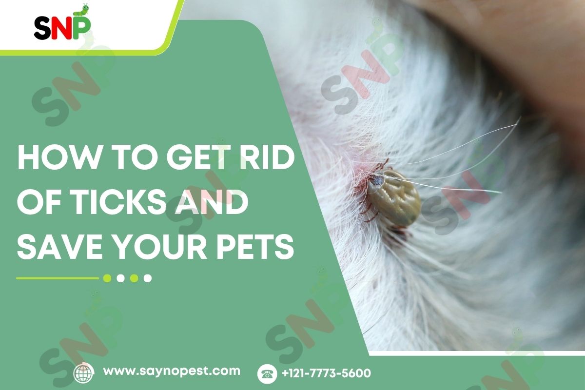 How to Get Rid of Ticks and Save Your Pets