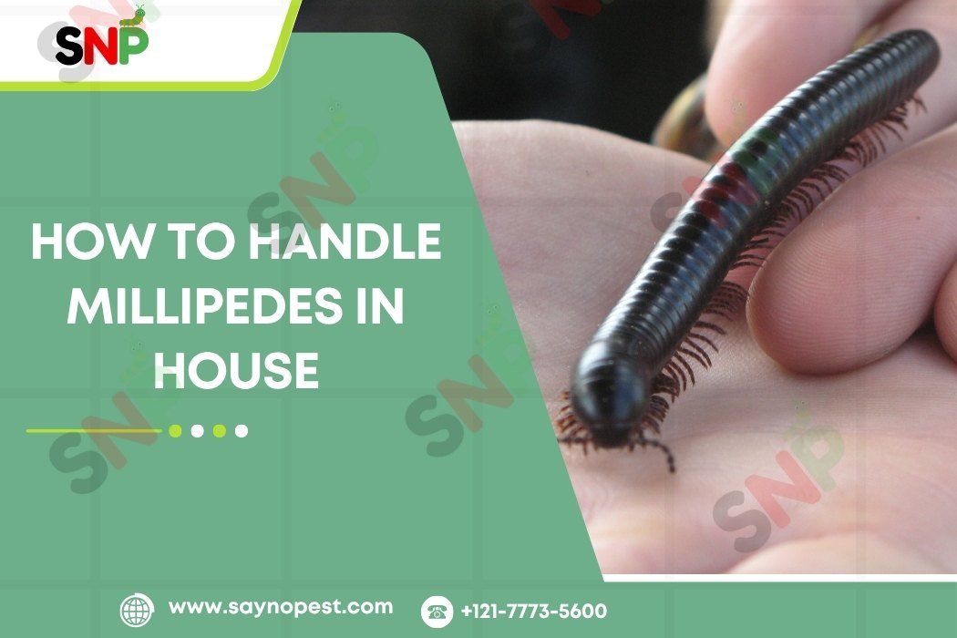 How to Handle Millipedes in House
