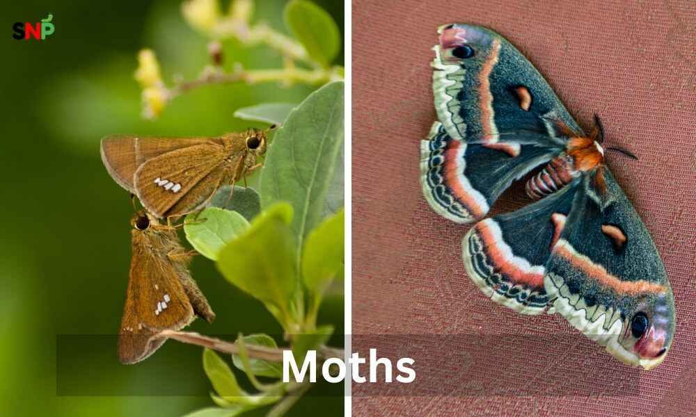 moths