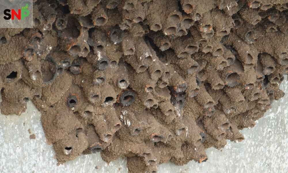 mud-dauber-wasp-nest