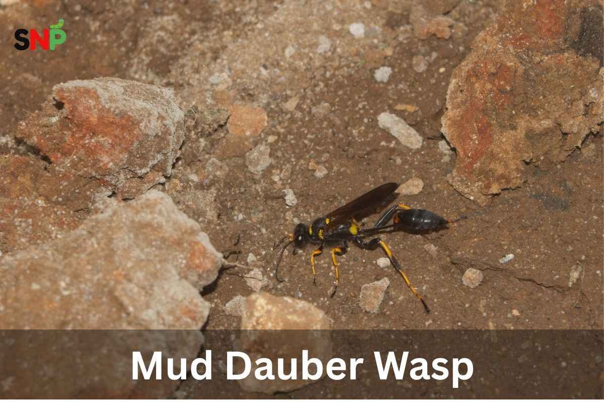 Mud Dauber Wasp: Identification, Nests, and Control Methods