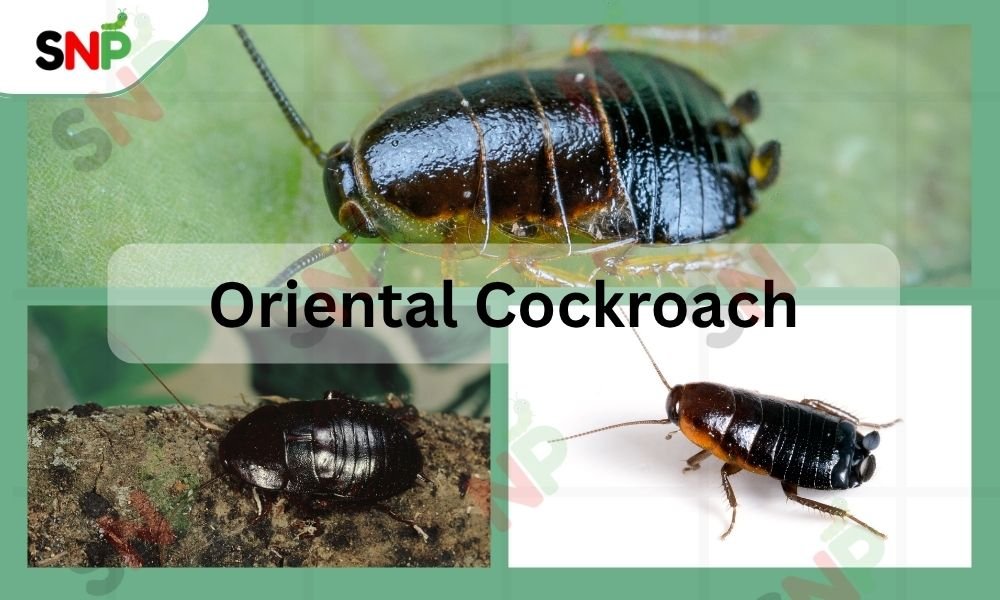 oriental-cockroaches