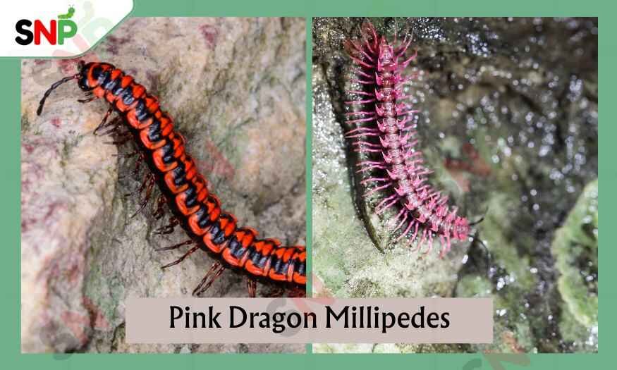 pink-dragon-millipedes