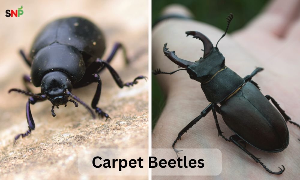 signs-of-carpet-beetles