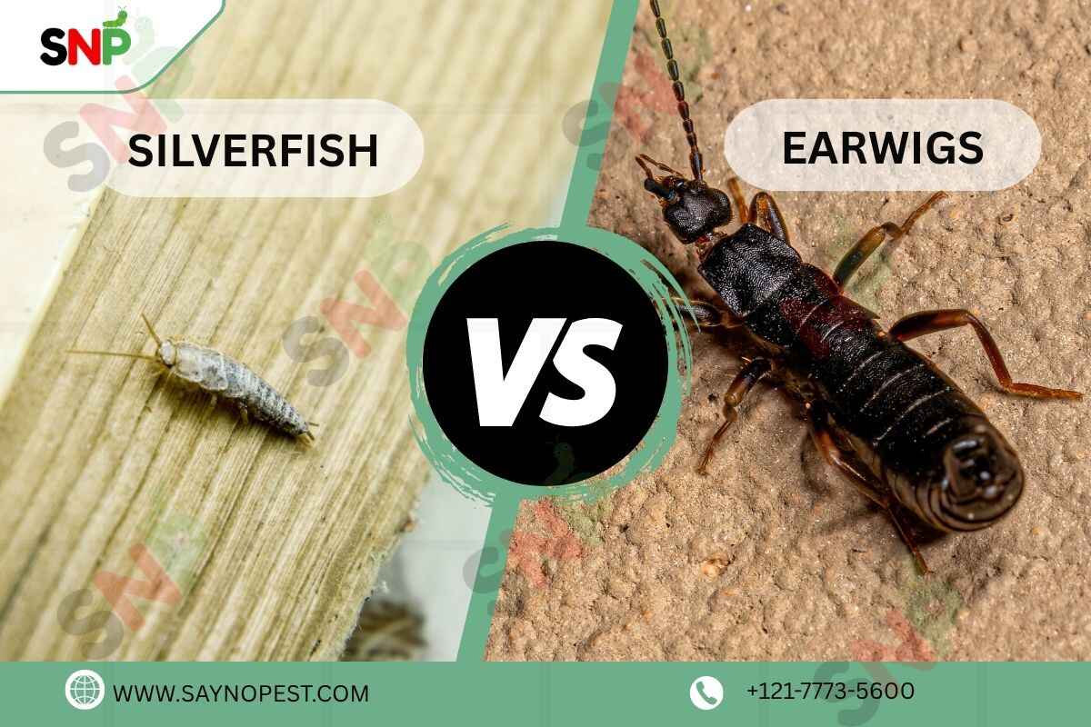Silverfish vs Earwig: A Complete Guide for American Homeowners
