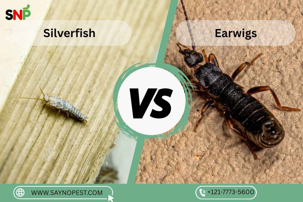 Silverfish vs Earwig: A Complete Guide for American Homeowners