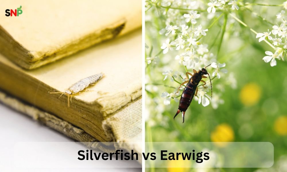 silverfish-vs-earwigs