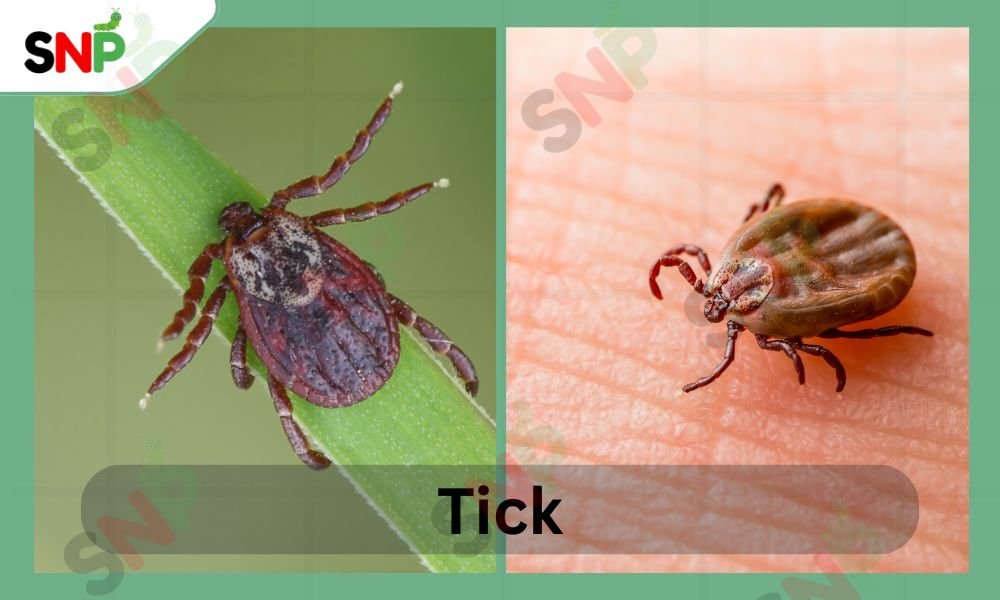 tick