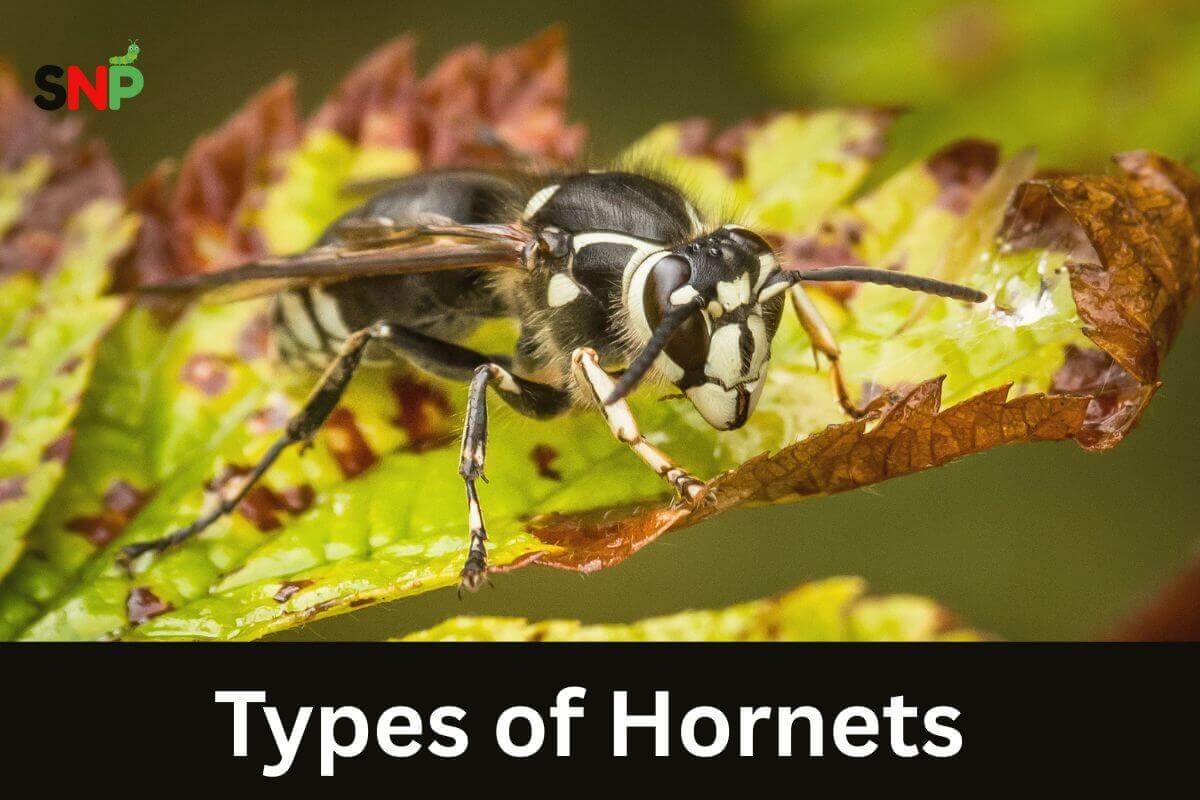 Types of Hornets: Identification, Diet, Pest Control, and Comparison