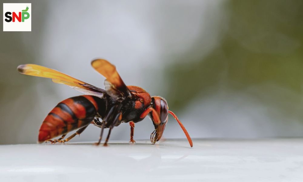 types-of-hornets