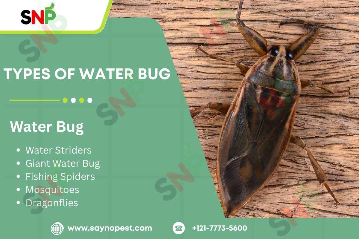 Types of Water Bug : Identification, Habits, and Control
