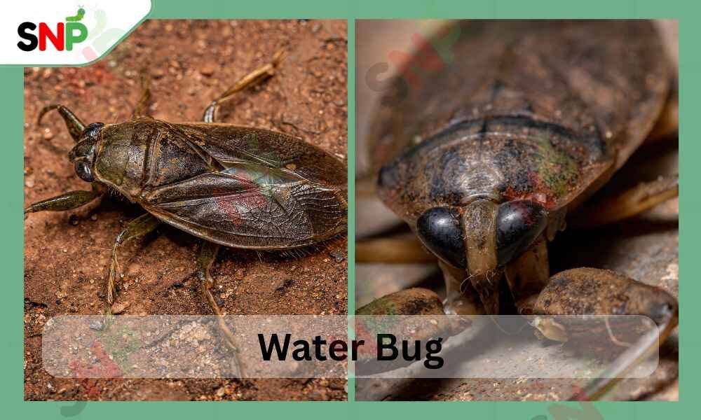 water-bug