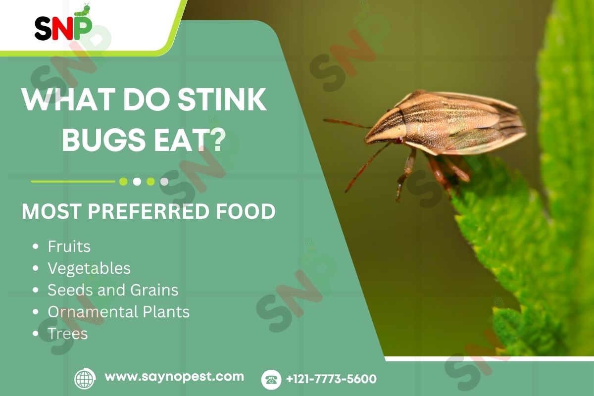 What Do Stink Bugs Eat? A Complete Guide