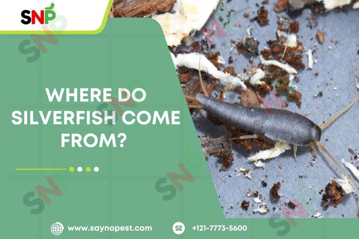 where-do-silverfish-come-from