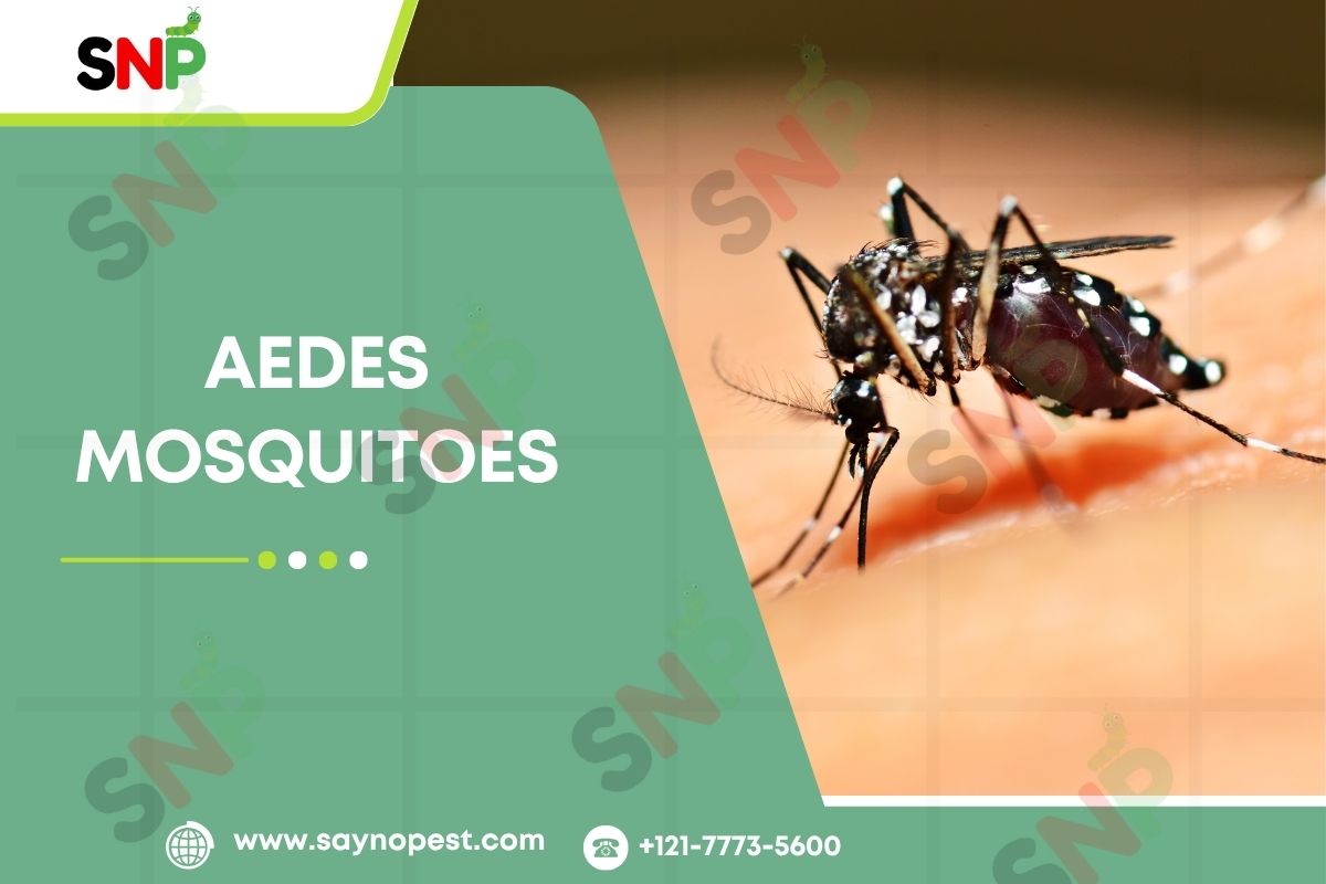 Aedes mosquitoes in the U.S.