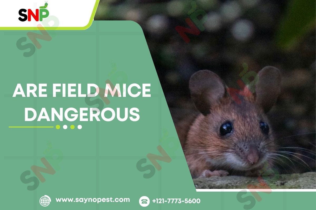 Are Field Mice Dangerous or Harmless?