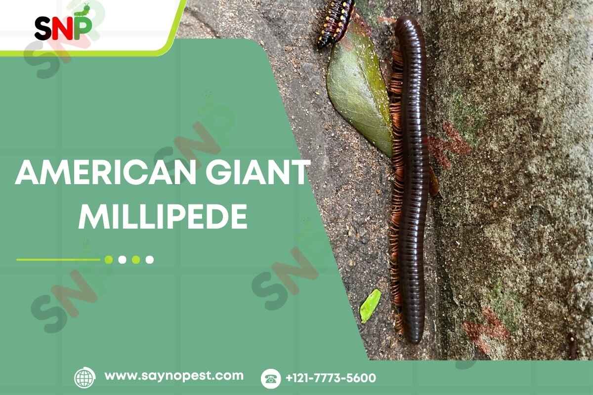 American Giant Millipede: Misunderstood, Not Scary