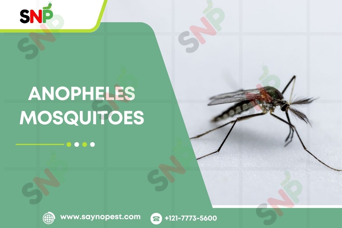 Anopheles Mosquitoes: Identification and Control