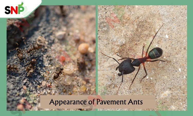 Appearance-of-Pavement-Ants