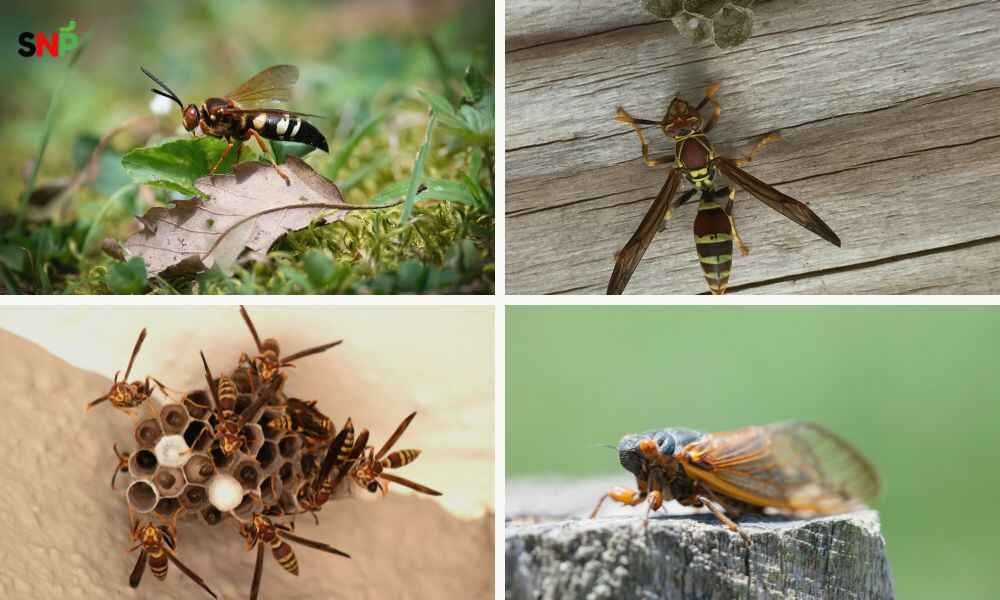 Are-Cicada-Killer-Wasps-Dangerous