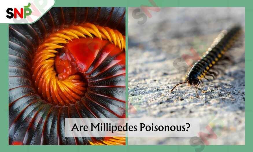 Are-Millipedes-Poisonous
