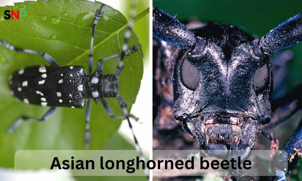 Asian-longhorned-beetle