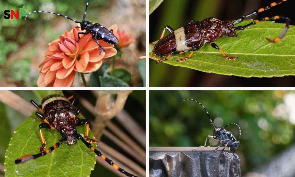 Asian-longhorned-beetle-larvae