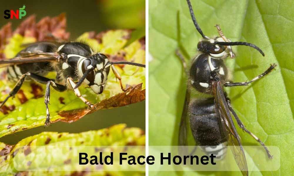 Bald-Face-Hornet