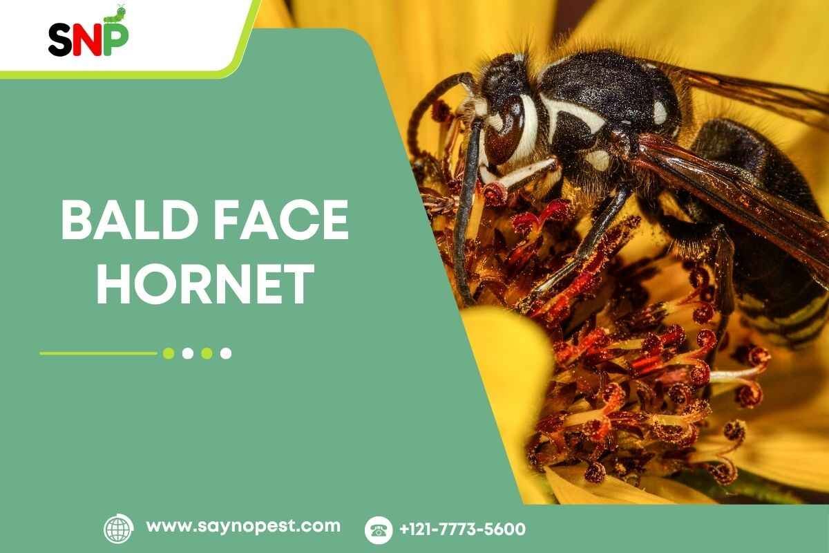 Bald Face Hornet: Identification, Nest, Sting