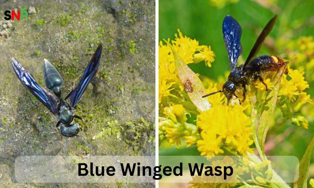 Blue-Winged-Wasp
