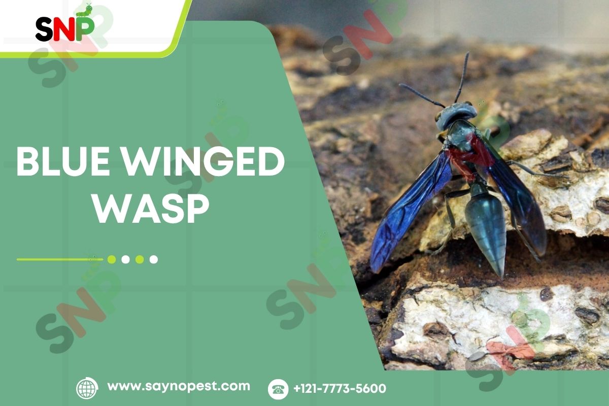 Blue Winged Wasp: America’s Beneficial Backyard Ally
