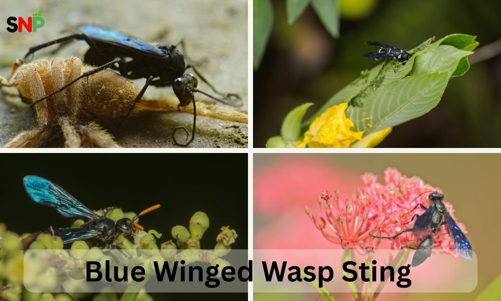 Blue-Winged-Wasp-Sting