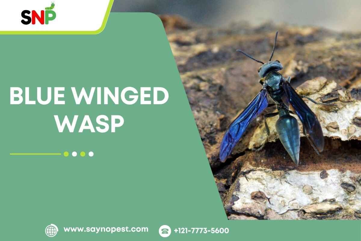 Blue Winged Wasp: America’s Beneficial Backyard Ally