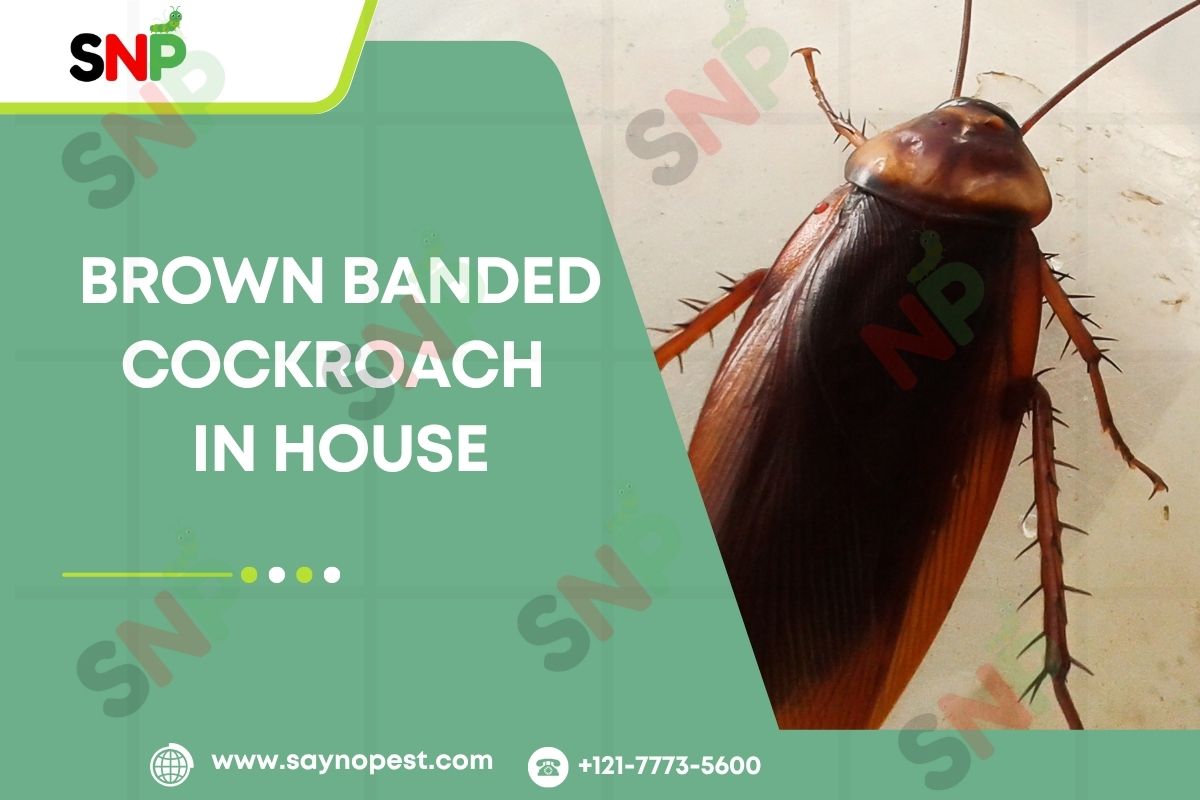 Brown Banded Cockroach in House: Identification, Habits