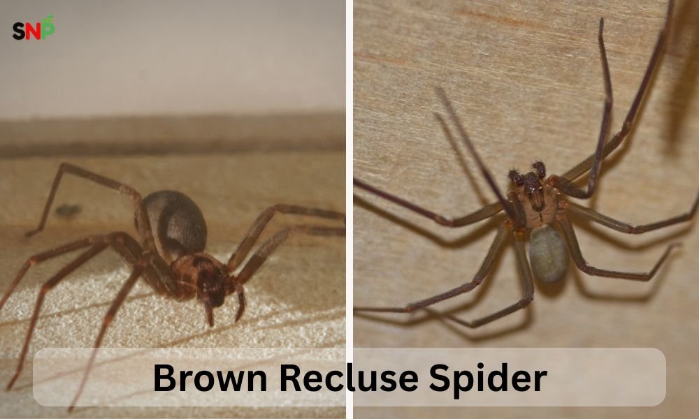 Brown-Recluse-Spider 