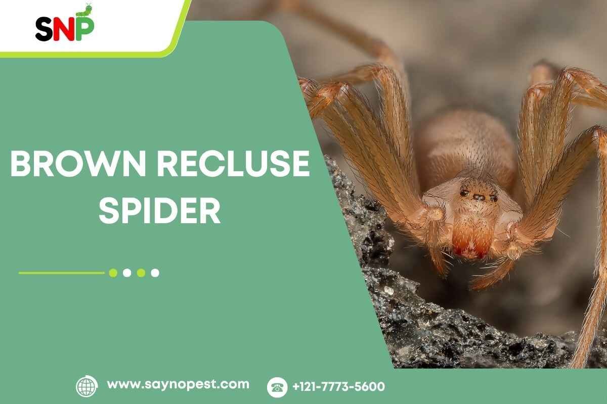 Brown Recluse Spider: What Every American Homeowner Know