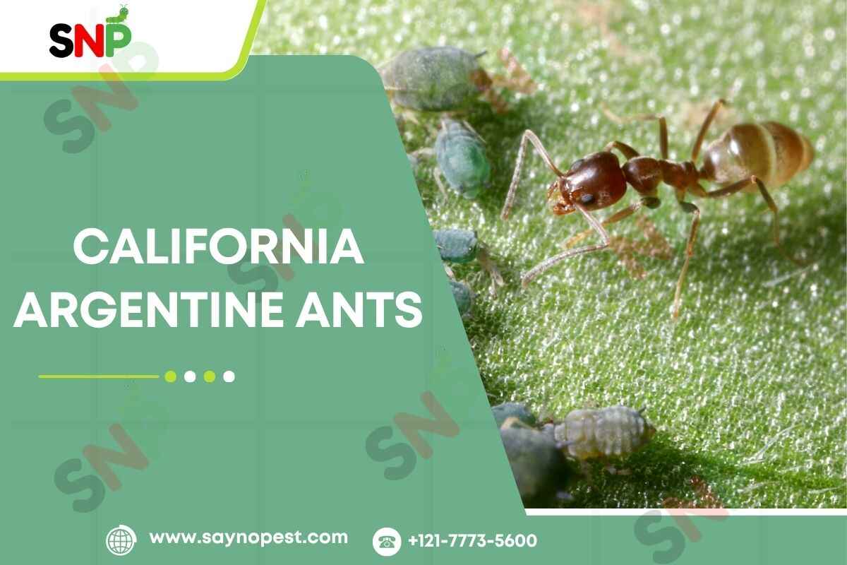 California Argentine Ants: Friend or Foe?