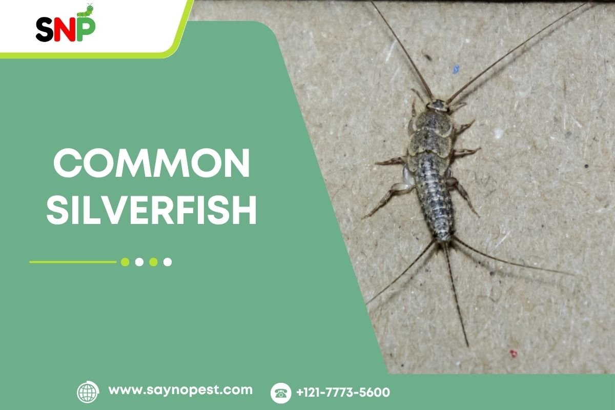 Common Silverfish: Attraction, Diet & Removal