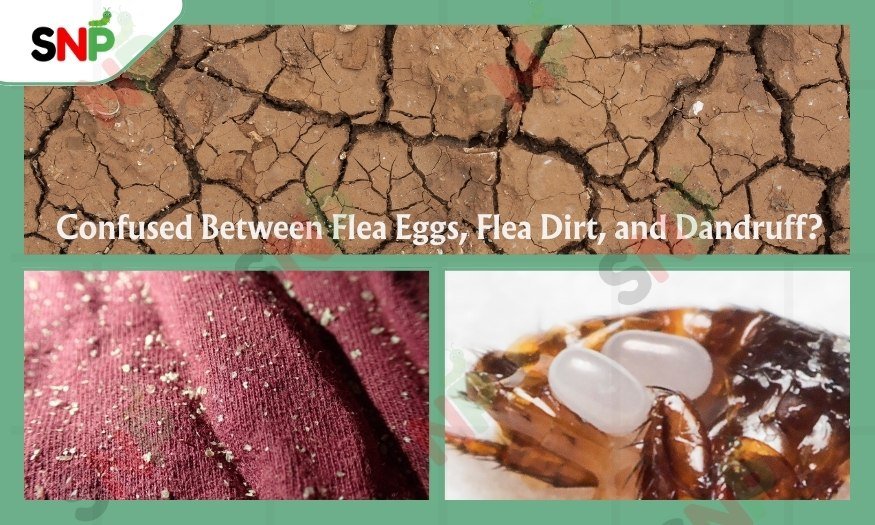 Confused-Between-Flea-Eggs-Flea-Dirt-and-Dandruff