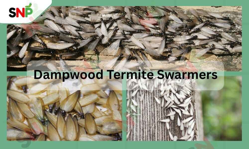 Dampwood-Termite-Swarmers
