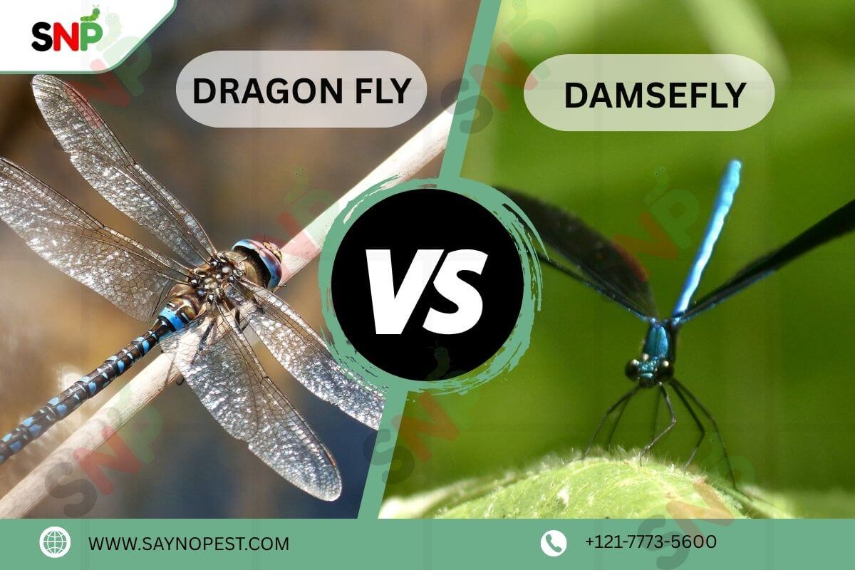 Damselfly-vs-Dragonfly