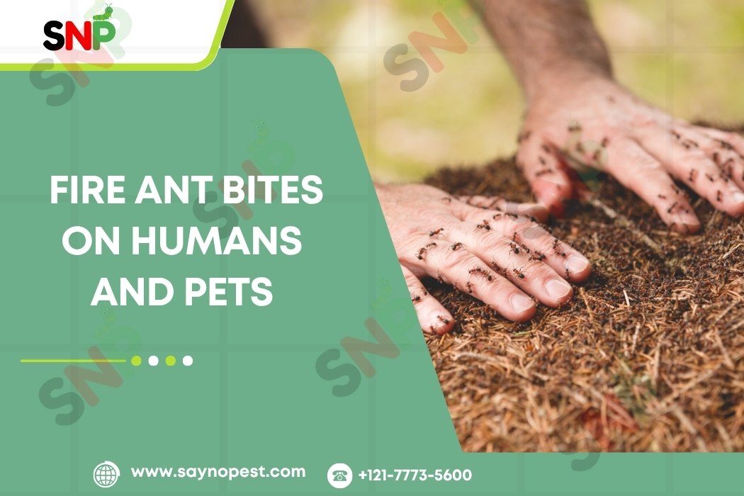 Dangers of Fire Ant Bites on Humans and Pets