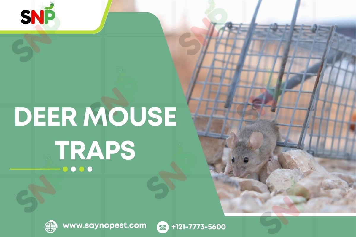 Deer Mouse Traps & Prevention Tips