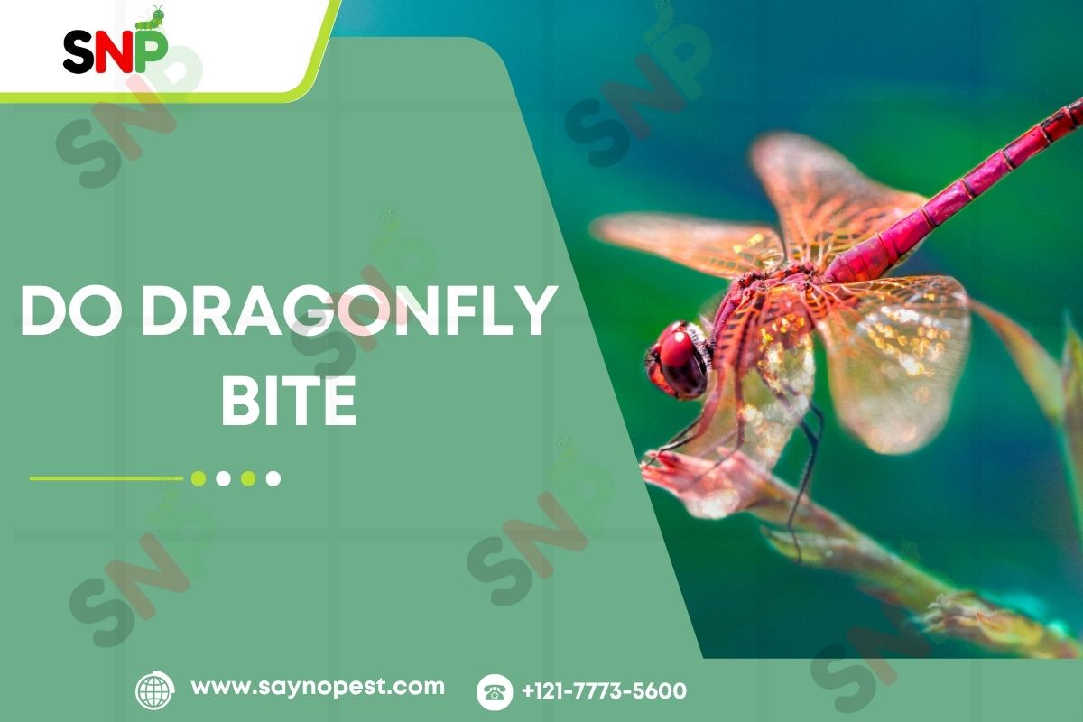 Do Dragonfly Bite? Separating Fact from Fiction