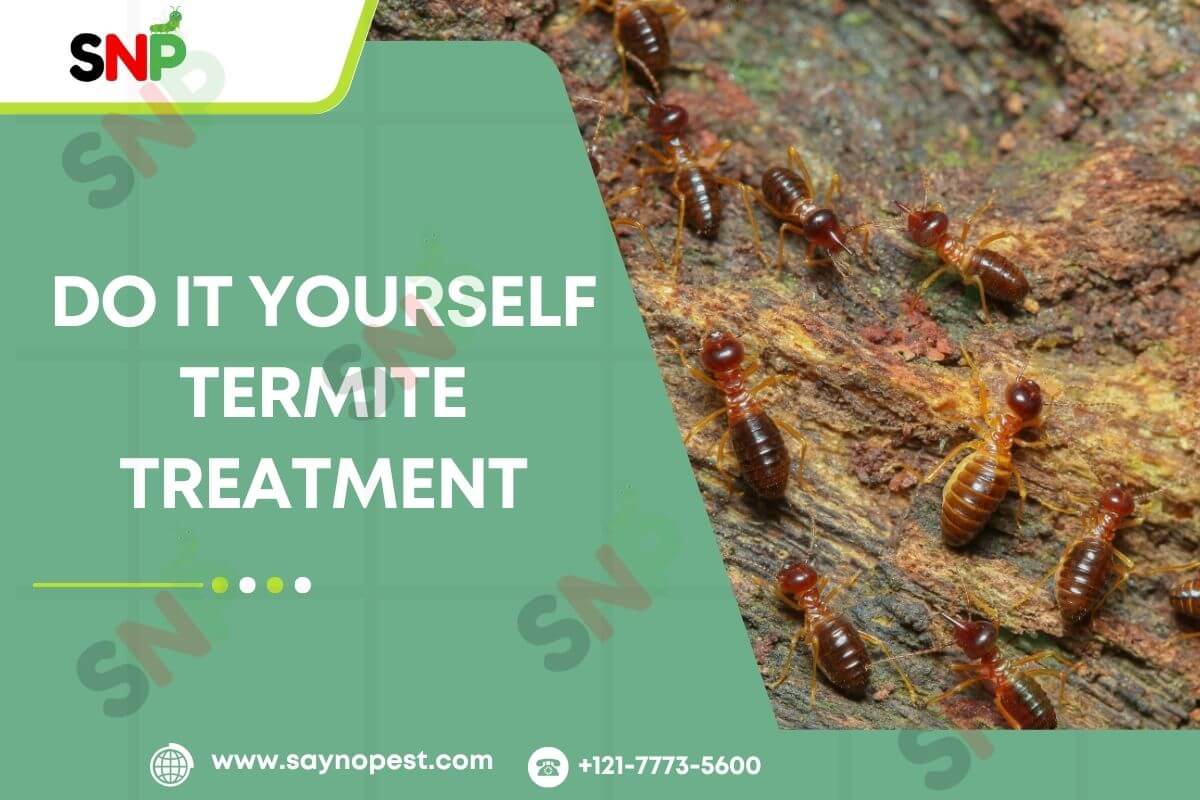 Do It Yourself Termite Treatment: The Complete Guide