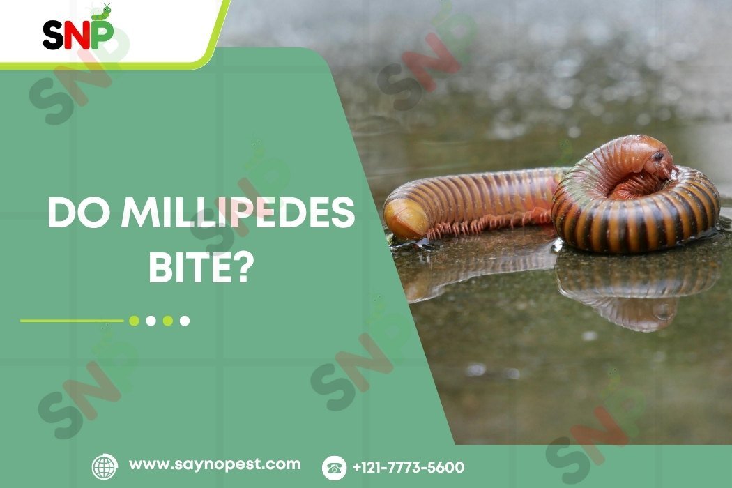 Do Millipedes Bite?