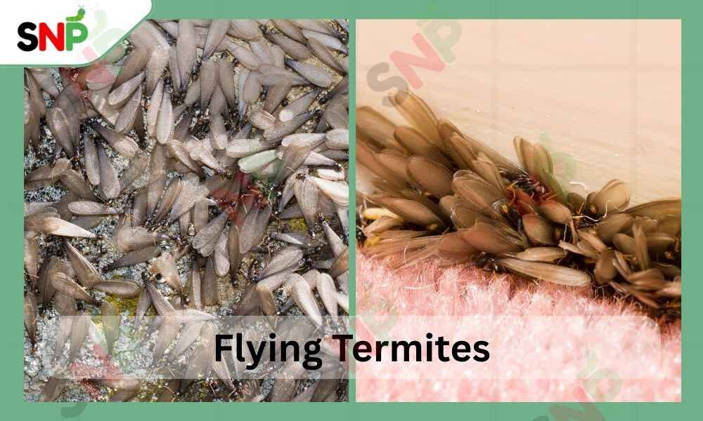 Do-Termites-Have-Wings